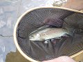 Close up of Gary's fish